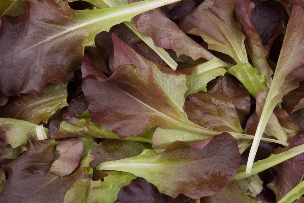 Ortobellina
